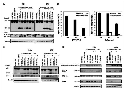 Figure 4. A, [213Bi]anti-CD45 induced activation of caspase-3 (Casp-3) and PARP cleavage in HL-60 cells. HL-60 cells were treated with different activities of [213Bi]anti-CD45 or 213Bi as indicated, with 2 μg/mL anti-CD45-DTPA or left untreated (CONTROL). The different activities were applied over 24 h. After 24 and 48 h, Western blot analyses for caspase-3 and PARP were done. The active fragment of caspase-3 was detected at ∼17 kDa, and the cleaved product of PARP was detected at ∼85 kDa. Equal protein loading was controlled by anti-β-actin antibody. B, [213Bi]anti-CD45 induced activation of caspase-8 (Casp-8) in HL-60 cells. HL-60 cells were treated with different activities of [213Bi]anti-CD45 or 213Bi as indicated, with 2 μg/mL anti-CD45-DTPA or left untreated (CONTROL). The different activities were applied over 24 h. After 24 and 48 h, Western blot analyses for caspase-8 was done. The active fragment of caspase-8 was detected at ∼18 kDa. Equal protein loading was controlled with anti-β-actin antibody. C, inhibition of [213Bi]anti-CD45 induced apoptosis by z-VAD.fmk in HL-60 cells. HL-60 cells were treated with different activities of [213Bi]anti-CD45 as indicated in the absence (black columns, Medium) or presence (white columns, 50 μM z-VAD.fmk) of 50 μmol/L z-VAD.fmk. The different activities were applied over 24 h. After 24 and 48 h, the percentages of apoptotic cells were measured by hypodiploid DNA analysis. The percentage of specific cell death was calculated as described in Fig. 1B. Columns, mean of triplicates; bars, SD <10%. Similar results were obtained in three independent experiments. D, [213Bi]anti-CD45 induced activation of caspase-9 (Casp-9), down-regulation of XIAP, down-regulation of Bcl-xL, and up-regulation of Bax in HL-60 cells. HL-60 cells were treated with different activities of [213Bi]anti-CD45 or 213Bi as indicated, with 2 μg/mL anti-CD45-DTPA or left untreated (CONTROL). The different activities were applied over 24 h. After 24 and 48 h, Western blot analyses for active caspase-9, XIAP, Bcl-xL, and Bax were done. The active fragment of caspase-9 was detected at ∼37 kDa; XIAP was detected at ∼58 kDa; Bcl-xL was detected at ∼30 kDa; and Bax was detected at ∼23 kDa. Equal protein loading was controlled by anti-β-actin antibody.
