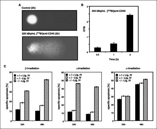 Figure 6. A and B, [213Bi]anti-CD45 induced DNA damage in leukemia cells (HL-60). HL-60 cells were treated with 225 kBq/mL [213Bi]anti-CD45 or left untreated (CONTROL). After 0.5, 1, and 2 h, alkaline electrophoresis (Comet assay) was done. DNA damage was measured (A) by Comet assay and (B) was quantified by the fluorescence intensity of the tail and nucleus (Olive tail moment, OTM). C, α-irradiation–induced apoptosis in leukemia cells is not inhibited by NHEJ DNA repair mechanism in contrast to β-irradiation– and γ-irradiation–induced apoptosis. Ligase IV+/+ Nalm6 (+/+ Lig. IV, black columns), ligase IV+/− Nalm6 (+/− Lig. IV, white columns), and ligase IV−/− Nalm6 (−/− Lig. IV, hatched columns) were irradiated with 263 kBq/mL (3 Gy) β-irradiation using 90Y (left), 3 Gy γ-irradiation (middle), and 225 kBq/mL (1.5 Gy) α-irradiation using 213Bi (right). After 24 and 48 h, the percentages of apoptotic cells were measured by the hypodiploid DNA analysis. The percentage of specific cell death was calculated as described in Fig. 1B. Columns, mean of triplicates; bars, SD <10%. Similar results were obtained in three independent experiments.