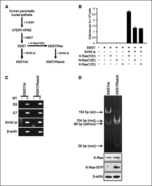 Figure 1. Expression of activated K-Ras in immortalized human pancreatic duct-derived cells. A, scheme for immortalization and Ras transformation of human pancreatic duct cells. As described previously (23), ectopic expression of hTERT was used to immortalize a primary pancreatic duct cell culture to generate hTERT-HPNE cells. These cells were then sequentially infected with retroviral constructs to express first the HPV proteins E6 and E7 (E6/E7) and then constitutively active K-Ras(12D). The resultant stably selected E6/E7 and E6/E7/Ras cells were then infected with retrovirus encoding SV40 st to establish E6/E7/st and E6/E7/Ras/st cells, respectively. B, requirement for SV40 st expression for K-Ras–induced growth in soft agar. E6/E7 cells were established that stably expressed activated mutants of three human Ras isoforms (E6/E7/Ras). E6/E7/Ras cells were then used to establish cells stably expressing SV40 st. The resulting mass populations of cells were then suspended in soft agar to monitor anchorage-independent growth. C, expression of stably introduced genes in E6/E7/st and E6/E7/Ras/st cells. RNA transcripts from cell populations were reverse transcribed (+/− RT), and PCR was done with specific primers to confirm expression of the indicated genes; β-actin was used as a control for equivalent mRNA. D, verification of the presence of the mutant K-Ras gene and expression in E6/E7/Ras/st cells. Genomic K-Ras primers were used to amplify a DNA fragment, which was then digested with BccI to distinguish wild-type K-Ras (wt) from mutant K-Ras(12D) (mut). Pull-down analyses and Western blot analyses with K-Ras–specific antiserum were done to determine the level of activated and total K-Ras protein expression. Data are representative of one to three independent experiments.
