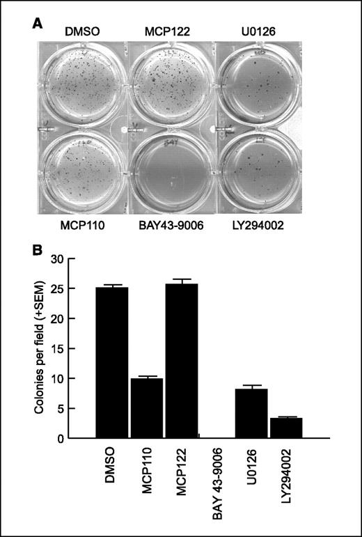 Figure 4. The Raf-MEK-ERK and PI3K-Akt pathways are required for Ras transformation of E6/E7/st cells. E6/E7/Ras/st cells were seeded into soft agar supplemented with complete growth medium containing the indicated inhibitors. A, cultures were monitored for up to 21 d and stained with 3-(4,5-dimethylthiazol-2-yl)-2,5-diphenyltetrazolium bromide. B, quantification of colony formation. Columns, average of five random fields per dish from triplicate dishes of two independent experiments; bars, SE.