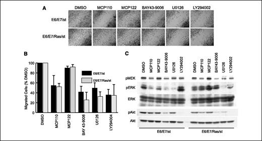 Figure 5. In vitro motility of human pancreatic duct-derived cells. A and B, E6/E7/Ras/st cells show enhanced migration. Immortalized pancreatic duct-derived cells treated with inhibitors of Ras-Raf interaction (MCP110/MCP122), MEK1/2 (U0126), Raf kinase (BAY 43-9006), or PI3K (LY294002) were grown to 90% confluence in serum starvation conditions. Plates were scratched, and after 12 h, cells were fixed, stained, and photomicrographed (A) and quantified (B) by counting the number of cells that had migrated into the void compared with t = 0 h (data not shown). C, E6/E7/st and E6/E7/Ras/st cell migration is dependent on ERK and Akt activity. Parallel cultures similarly treated with the indicated drugs at the same concentrations for 12 h were lysed for Western blot analysis of phosphorylated and total MEK and ERK proteins. Data are representative of two to five independent experiments.