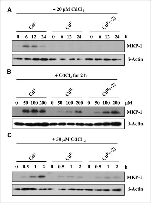 Figure 1. The effects of cadmium exposure on MKP-1 levels in LECs. CdS, CdR, and CdR(−2) were treated with 20 μmol/L (A), 50 to 200 μmol/L (B), and 50 μmol/L (C) of CdCl2 for the indicated times; cells were lysed; and protein extracts were subjected to Western blot analysis using antibody against MKP-1. The same blot was stripped and reprobed with a monoclonal anti–β-actin antibody to monitor the loading difference. Data are representative of three independent experiments.