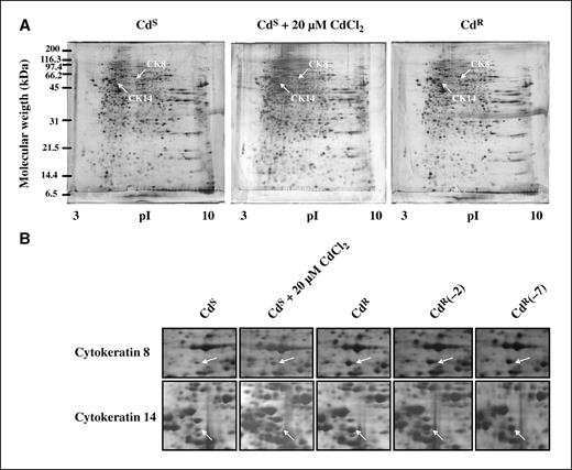 Figure 2. Representative proteome profiles between cadmium-sensitive and cadmium-adapted LECs. A, two-dimensional gel image of parental, cadmium-treated, and cadmium-adapted LECs visualized by silver staining. Arrows, differentially expressed proteins (CK8 and CK14). B, stable up-regulation of CK8 and CK14 in cadmium-adapted cells assessed by two-dimensional PAGE analyses and shown in montage view. Cadmium-adapted cells were cultured in the presence of 20 μmol/L CdCl2 (CdR) or in the absence of CdCl2 for various passages [CdR(−n)]. Parental cells were also treated with 20 μmol/L CdCl2 for 24 h for relative comparison. Data are representative of three independent experiments.