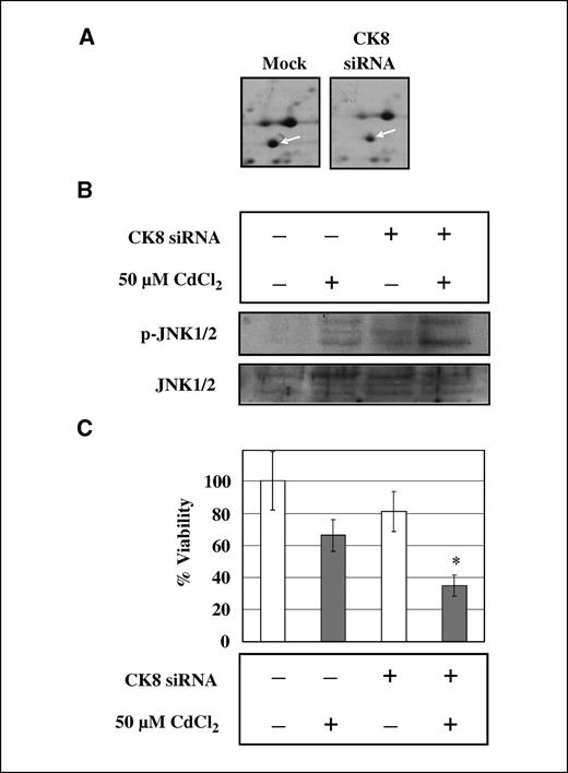 Figure 3. CK8 silencing in cadmium-adapted cells. CdR(−2) cells were transfected with 100 nmol/L CK8 siRNA duplexes. A, cells were harvested at 48 h for two-dimensional gel analyses for the level of CK8. B, after CK8 siRNA transfection, CdR(−2) cells were treated with CdCl2 for 24 h. Western blot analysis was conducted to detect the expression of phosphorylated JNKs. The same blot was stripped and reprobed with regular antibodies against JNKs. Data are representative of three independent experiments. C, corresponding NBB staining assay of (B) for the determination of viability. The percentage of viability was plotted as 100% for control (no treatment of cadmium). Gray columns, cadmium treatment. Columns, mean of triplicate samples and reproducibility was confirmed in three separate experiments; bars, SD. *, P < 0.05 versus CK8 siRNA-transfected or cadmium-treated cells only.