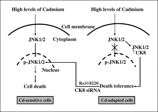 Figure 4. A proposed model of cadmium (Cd) resistance in LECs. Results from our laboratory showed that cells responded to long-term cadmium exposure by using diverse antiapoptotic mechanisms (i.e., including perturbation of the JNK pathway and CK8 overexpression), which could be circumvented by the use of JNK activator Ro318220 or siRNA-specific knockdown of CK8, respectively, thereby attenuating cadmium-induced apoptosis (9, 11).