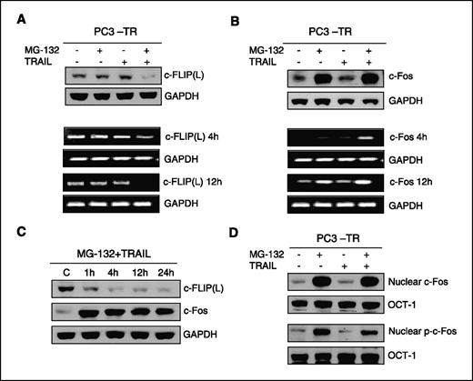 Figure 2. TRAIL combined with MG-132 represses c-FLIP(L) and induces c-Fos. A and B, c-FLIP(L) (A) and c-Fos (B) expression by Western blot (top) and semiquantitative RT-PCR analysis (bottom). PC3-TR cells were treated with MG-132 (1 μmol/L), TRAIL (100 ng/mL), or MG-132 combined with TRAIL. Western blot results represent 24 h after treatment. GAPDH is used as loading control. C, protein expression of c-FLIP(L) and c-Fos. PC3-TR cells were treated with MG-132 (1 μmol/L) + TRAIL (100 ng/mL) for different times (1, 4, 12, and 24 h). D, Western blot analysis of nuclear c-Fos and phosphorylated c-Fos (p-c-Fos) after treatment with MG-132 (1 μmol/L), TRAIL (100 ng/mL), or MG-132 combined with TRAIL for 24 h. Oct-1 is used as loading control of nuclear extracts.