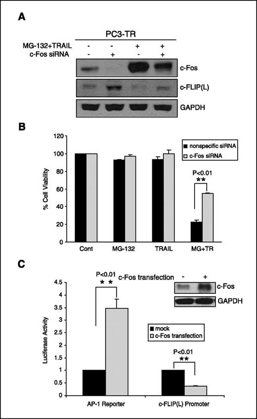 Figure 4. A, c-Fos and c-FLIP(L) protein levels of PC3-TR cells were assayed by Western blot after cells were transfected with c-Fos siRNA for 48 h and then treated with MG-132 (1 μmol/L), TRAIL (100 ng/mL), or MG-132 combined with TRAIL for 24 h. B, cell viability of PC3-TR cells transfected with c-Fos siRNA or nonspecific siRNA for 48 h and then treated with MG-132 (1 μmol/L), TRAIL (100 ng/mL), or MG-132 combined with TRAIL for 24 h (MG+TR). Cell viability was evaluated by MTS assay. Viability of untreated cells was set at 100%. C, AP-1 reporter and c-FLIP(L) promoter luciferase activity analysis. Ectopic expression of c-Fos for 48 h in PC3-TR cells was done, and then cells were transfected with AP-1 reporter or c-FLIP(L) promoter plasmids and Renilla for another 24 h.