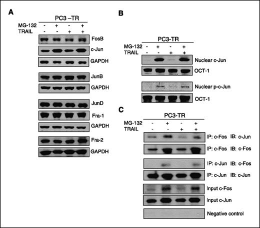 Figure 5. MG-132 up-regulates AP-1 activity by increasing nuclear c-Fos and c-Jun and their heterodimerization. A, Western blot analysis of AP-1 member proteins (FosB, c-Jun, JunB, JunD, Fra-1, and Fra-2). PC3-TR cells were treated with MG-132 (1 μmol/L), TRAIL (100 ng/mL), or MG-132 combined with TRAIL for 24 h. B, Western blot analysis of nuclear protein for total c-Jun and phosphorylated c-Jun in PC3-TR cells. C, immunoprecipitation (IP) assay between c-Fos and c-Jun protein. PC3-TR cells were treated with MG-132 (1 μmol/L), TRAIL (100 ng/mL), or MG-132 combined with TRAIL for 4 h. Equal-quantity whole-cells lysates were immunoprecipitated using c-Fos or c-Jun antibody. The resulting immune complex was subjected to Western blot analysis. Input was 2% of the total from each sample of immunoprecipitation.