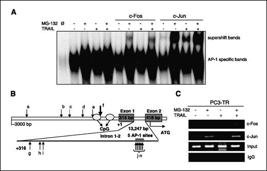 Figure 6. AP-1 binding to c-FLIP(L) promoter was analyzed by EMSA and ChIP assay. A, EMSA and EMSA supershift assay for c-Fos and c-Jun binding to DNA. B, AP-1 binding sites of the putative regulatory region of c-FLIP(L) before the ATG start codon. C, AP-1 binding to “f” site of c-FLIP(L) putative promoter region was analyzed by ChIP assay. Negative controls are samples using nonspecific IgG. Positive controls are whole-cell lysates without the immunoprecipitation step, and experimental samples include the ChIP assay using c-Fos or c-Jun antibodies.