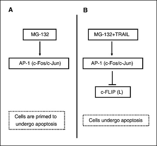 Figure 7. Model for MG-132 priming and sensitization of TRAIL-resistant cancer cells. Cells are primed after exposure to MG-132 by up-regulation of AP-1 (c-Fos/c-Jun) but do not undergo cell death (A). However, combination of MG-132 and TRAIL primes cancer cells and promotes apoptosis of TRAIL-resistant prostate cancer cells (B).