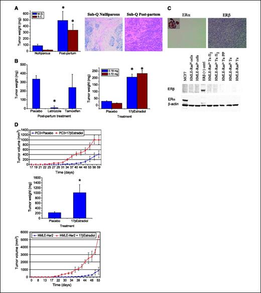 Figure 2. Systemic effects of pregnancy and estrogen promote ER-negative tumor growth. A, HMLE-Raslo cells form tumors in mice following pregnancy regardless of implantation site. Quantification of the tumor mass of HMLE-Raslo human breast epithelial cells injected orthotopically () or s.c. () in NOD/SCID mice following pregnancy or in age-matched nulliparous controls H&E-stained sections of viable HMLE-Raslo cells at the injection site in nulliparous mice compared with the stromalized tumors that formed following pregnancy. B, estrogen is necessary and sufficient for tumor growth following pregnancy. Quantification of the HMLE-Raslo tumor mass in postpartum mice treated with placebo, tamoxifen, or letrozole. Quantification of HMLE-Raslo tumor weight that formed in nulliparous mice treated with low-dose () or high-dose estrogen (). C, transformed human breast epithelial cells do not express ERs. Immunohistochemical analysis of human ERα and ERβ expression in HMLE-Raslo tumor sections. Human breast reduction mammoplasty tissue was stained as a positive control of ER expression (inset). Western blot analysis of ERα and ERβ expression in HMLE-Raslo and HMLE-Rashi cells grown in vitro or from protein lysates isolated from tumor tissues from nulliparous (HMLE-Rashi Tu), estrogen-treated (HMLE-Raslo Tu/E2), or postpartum mice (HMLE-Raslo Tu/PP). Positive controls for ERα and ERβ expression were MCF7 cells and breast reduction mammoplasty tissue, respectively. D, acceleration of additional ER-negative tumors by estrogen. Tumor growth curves and tumor weight of human prostate cancer PC3 cells in mice treated with 17β-estradiol or placebo pellets. Tumor growth curves of human breast HMLE-Her2 cancer cells in mice treated with 17β-estradiol or placebo pellets. Columns, mean; bars, SE. *, statistical significance determined as described in Materials and Methods.