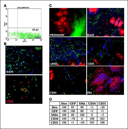 Figure 4. Bone marrow–derived cells are recruited to sites of angiogenesis and the tumor stroma. A, reconstitution of NOD/SCID blood with Rag/GFP bone marrow. A representative fluorescence-activated cell sorting profile of reconstitution efficiency in mice reconstituted with GFP-labeled bone marrow. GFP-positive (FL1-H) cells from blood isolated from reconstituted mice represent nearly all of the cells in the blood. B, bone marrow–derived cells in Matrigel plugs. A representative 4′,6-diamidino-2-phenylindole–stained Matrigel plug frozen section harvested from GFP bone marrow–transplanted, 17β-estradiol–treated mice. Significant numbers of GFP-positive recruited cells are seen in the plugs. Matrigel plugs from GFP bone marrow–transplanted, 17β-estradiol–treated mice were labeled with antibodies specific for platelet/endothelial cell adhesion molecule/CD31 to localize the vasculature. CD31-positive cells (stained red), present in blood vessels and individually, did not colocalize with GFP+ bone marrow cells. Note occasional perivascular association of GFP-positive cells. C, significant numbers of GFP-positive bone marrow cells are recruited to the tumor stroma in 17β-estradiol–treated mice. HMLE-Raslo cells labeled with dsRed were injected into mice with transplanted GFP bone marrow and treated with 17β-estradiol. A fluorescence dissection microscope was used to grossly examine the tumor tissue. A large proportion of the tumor mass consists of GFP-positive, bone marrow–derived cells as shown by gross dissection (whole mount) and in 4′,6-diamidino-2-phenylindole (DAPI)–stained frozen sections. Immunohistochemical analysis on frozen sections of dsRed-labeled HMLE-Raslo tumor tissues reveals that the majority of the GFP-positive, bone marrow–derived cells express αSMA (blue), whereas rare GFP-positive cells are CD31+ endothelial cells (blue). The rare CD34+ EPC (blue) that were detected in the stroma of HMLE-Raslo tumors were GFP positive. Human-specific Flt-1 protein (blue) colocalizes with dsRed-labeled HMLE-Raslo cancer cells (red) and appears purple. The species specificity of this antibody is evident by the absence of blue staining in the mouse GFP+ stromal cells. D, % matrix of double-positive staining. The entry in (row,column) = (i,j) is the percentage of i-labeled cells that are also j labeled. For example, for (i,j) = (SMA,GFP), the percentage of SMA-labeled cells that is also GFP labeled is 60. Note that this matrix is asymmetric. STRO, stroma; ND, not determined.