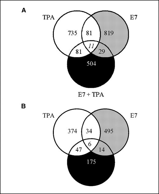 Figure 1. Genes are oppositely regulated by tumor promoter and TAM67. Genes in which expression is oppositely regulated by tumor promoter and inhibitor TAM67 constitute ∼9% of informative genes, whereas the subset of oppositely regulated genes down-regulated by TAM67 constitutes ∼5%. Comparative gene expression profiling of DMBA-initiated, TPA-induced K14-HPV16-E7 transgenic or wild-type epidermal tissue in the presence or absence of transgenic K14-TAM67 expression was carried out using three to four independent samples of epidermal RNA for each set of conditions. Changes in gene expression were analyzed by cohybridization of differentially labeled test (mouse epidermal) and control (mouse universal) cDNAs derived from these RNAs onto 20,000 oligonucleotide microarrays. Genes of interest were required to be oppositely regulated by the tumor promoter (TPA or E7 or both) in the absence of TAM67 and by TAM67 in the presence of tumor promoter (A) and exhibit a minimum of 1.5-fold increase in expression with tumor promoter and 1.5-fold inhibition by TAM67 (B). A, the overlap pattern of genes found to be oppositely regulated by TAM67 and each of the three tumor promotion regimens. B, the subset of genes in which mRNA expression was down-regulated by TAM67.