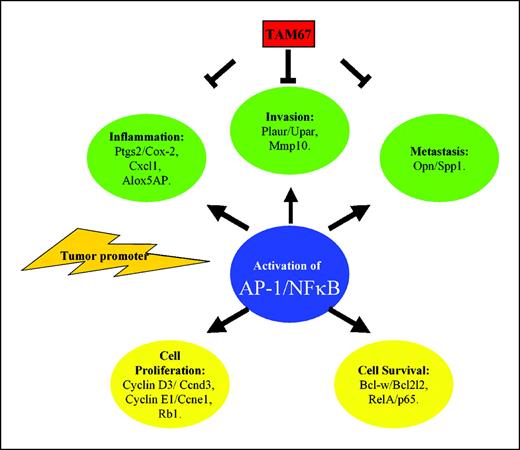 Figure 2. TAM67 inhibits tumor promotion without targeting cell proliferation or cell survival. Green, those genes and functions down-regulated by TAM67; yellow, those genes and functions unchanged by TAM67 expression (tumor-promoted TAM67 transgenic/tumor-promoted nontransgenic = 1.0 ± 0.1). All genes depicted as TAM67 targets showed statistically significant inhibition of tumor promoter–induced expression by TAM67 or were confirmed as TAM67 targets by quantitative PCR.