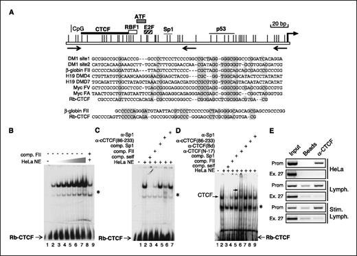 Figure 1. CTCF interaction at the human retinoblastoma gene promoter. A, scheme of the Rb promoter, transcription factor binding motifs, the location of the novel CTCF binding site, and the distribution of CpG dinucleotides (vertical lines). Arrows, primers used for cloning and ChIP, and the internal reverse primer was used for sodium bisulfite experiments. Multiple alignments of known CTCF binding sites are shown (39). Particular comparison between the Rb-CTCF site and the canonical FII CTCF binding sequence from the chicken cHS4 β-globin insulator is shown. B, Gel-shift assay using the Rb-CTCF motif as a probe. A 200-fold molar excess of FII oligonucleotide was used as competitor in a reaction with the highest concentration of HeLa nuclear extracts. *, a nonspecific complex. C, Gel-shift and supershift assays. D, supershift assay with the use of a complementary set of antibodies against CTCF. E, chromatin immunoprecipitation assay using HeLa cells, human lymphocytes (Lymph.) and stimulated lymphocytes (Stim. Lymph.) were performed using the commercial α-CTCF(N17) antibody. Primers covering the Rb promoter (Prom) and the Exon 27 (Ex. 27; 546 bp product, with genomic position +175819 to +176365) located around 200 kb downstream from the Rb promoter. The ChIP assay shown is representative of four independent experiments.