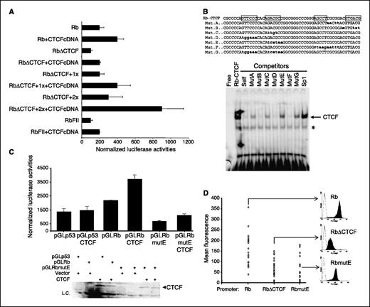 Figure 2. Functional contribution of CTCF to the human Rb gene promoter activity. A, transient transfection in HeLa cells. CTCF cDNA was cotransfected as indicated. Rb-CTCF and FII motifs were fused to the RbΔCTCF construct. Columns, average of at least three independent experiments; bars, SE. B, Gel-shift assay to determine the mutations that abolish CTCF binding. Seven different synthetic olignucleotides were tested with nucleotidic changes (bold and lower-case letters). Mutant sequences A to G were used as competitors in 200-fold molar excess using HeLa cells nuclear extracts, and mutants E and G were selected to be tested on the following functional studies. The open boxes over the sequence represent the in vivo footprinting protection motifs defined by Temple et al. (20). C, transient transfection transactivation assay using the human CTCF cDNA and the wild-type and RbmutE promoters. About 500 ng of CTCF cDNA were used, and as a negative control, the human p53 core promoter was incorporated to the same assay. Western blot was performed to demonstrate that equivalent levels of CTCF were expressed (lower). D, scatterplot of the mean fluorescence expression value of individual stable cell lines (22 clones for each transgene). No distinction was made between single- and multicopy integrants, and the integrity of the individual transgene was surveyed by Southern blot. Representative FACS profiles are shown. Notice the decrease and variegated profile of the RbΔCTCF and decrease of intensity for the RbmutE FACS plot.