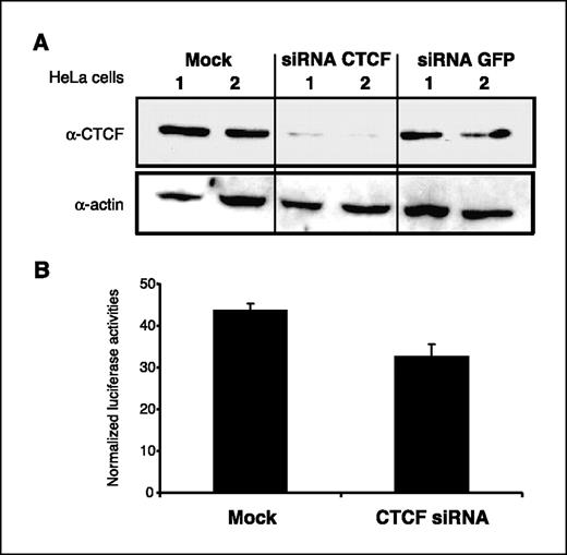 Figure 3. CTCF knockdown by RNA interference. A, Western blot confirmed the decrease of CTCF protein concentration of transfected cells. A duplicate of the experiment is shown (lanes 1 and 2). B, RNAi against CTCF was analyzed in terms of its effect over the Rb gene promoter activity. A luciferase reporter gene was used. Data were plotted in terms of the relative luciferase activities. Columns, representative of four independent assays; bars, SE.