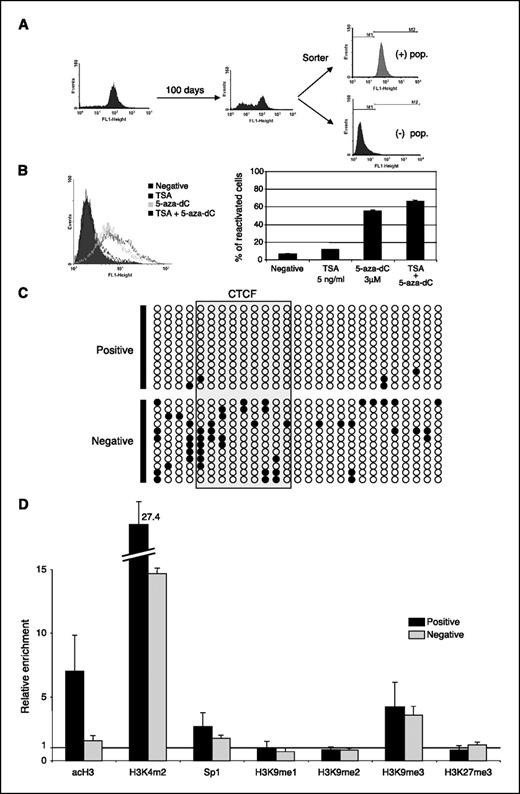 Figure 5. Experimental system for the study of the human Rb gene promoter epigenetic silencing. A, a stable line was generated and maintained in continuous culture for 100 days. Based on the biphasic FACS profiles, two rounds of cell sorting were performed to isolate purified GFP- expressing and -nonexpressing (silenced) cell populations. B, the selected negative population was incubated with trichostatin-A (TSA) and 5-aza-2′-deoxycytidine (5-aza-dC) inhibitors. Columns, mean reactivation levels (as the average of the number of expressing cells) from three independent experiments; bars, SE. C, determination of the DNA methylation status of the human Rb gene promoter. Bisulfite genomic sequencing to identify the DNA methylation of the 27 CpGs corresponding to the core promoter. Twelve independent clones from positive and negative cell populations were sequenced. D, profile of histone covalent modifications of the Rb gene promoter. Semiquantitative chromatin immunoprecipitation assays were done on the positive and silenced HeLa cell populations.