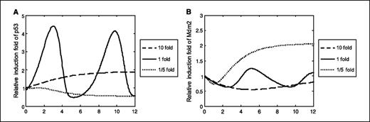 Figure 1. The kinetic changes of p53 and MDM2 after IR at different p53 basal levels predicated by the mathematical model. When basal p53 transcription rate is at its nominal level, both p53 (A) and MDM2 (B) oscillate after IR (solid lines). When p53 transcription rate is at the lower (2-fold down from nominal, dotted lines) or higher (6-fold up from nominal, dashed lines) levels, oscillation is disabled, and both p53 (A) and MDM2 (B) tend to stay at the steady-state values different from their basal levels after IR.