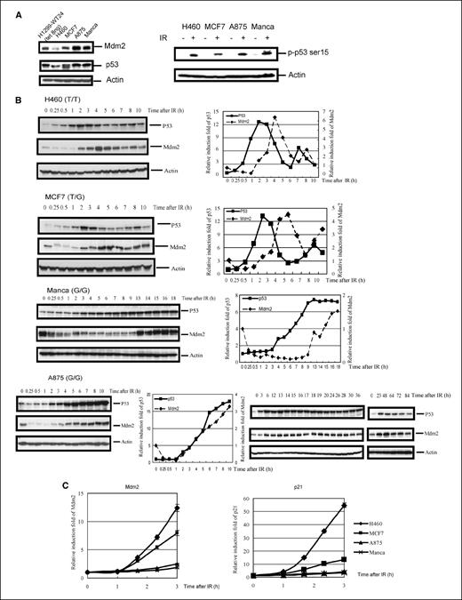 Figure 2. The kinetic changes of the levels of p53 and MDM2 proteins and RNA after IR in cells with different genotypes at SNP309. A, endogenous levels of p53 and MDM2 protein in various cell lines were measured by Western blot (left). These cell lines include H460 (wild-type for SNP309, T/T), MCF7 (heterozygous for SNP309, T/G), A875 and Manca (homozygous for SNP309, G/G), and H1299-WT24 cultured with 8 ng/mL tetracycline. p53 Ser15 phosphorylation 1 h after IR was measured in H460, MCF7, A875, and Manca (right). B, H460, MCF7, Manca, and A875 cells were irradiated with 25 Gy of IR and harvested at the indicated time points after irradiation. The p53 and MDM2 levels were checked by Western blot and normalized to the levels of β-actin, and the induction fold of p53 and MDM2 after IR was calculated for each cell line at each time point. C, the levels of MDM2 (left) and p21 (right) transcription at different time points after IR in cells wild-type for SNP309 (T/T, H460), heterozygous for SNP309 (T/G, MCF7), and homozygous for SNP309 (G/G, A875, and Manca) were checked by quantitative real-time PCR. All values were normalized to the levels of actin, and the averages of three independent experiments are represented.