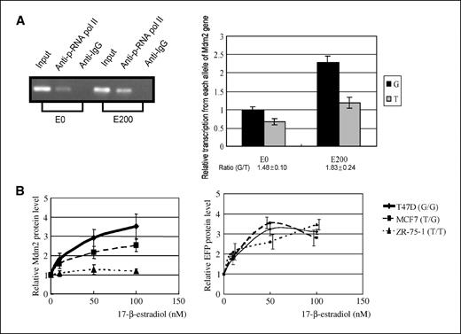 Figure 3. Estrogen preferentially increases MDM2 levels from SNP309 G allele. A, allele-specific quantification of RNA polymerase loading on the MDM2 promoter region was done in MCF7 cells with and without estrogen treatment. Left, MCF7 cells were cultured with (lanes 1–3) or without (lanes 4–6) estrogen for 12 h followed by ChIP assay with antibody against phosphorylated RNA polymerase II (lanes 2 and 4) or antibody against IgG (lanes 3 and 5). Right, the transcription of each allele was determined by SNaP shot using the immunoprecipitated DNA fragment from ChIP assay as template. An extension primer annealed to the DNA template immediately adjacent to the SNP309 site was used to add a single fluorescent ddNTP complementary to the nucleotide at the SNP site. The extension products were run on an ABI capillary electrophoresis instrument and relative transcription from each allele was calculated by normalizing peak area of G and T alleles from ChIP to that from input. Columns, average of at least three independent experiments; bars, SD. B, three ER+ breast cancer cell lines with different genotypes for SNP309 were treated with various concentrations of E2 for 12 h. The MDM2 (left) and the EFP (right) protein levels were measured by Western blot and normalized to the levels of β-actin. Points, average of three independent experiments; bars, SD.