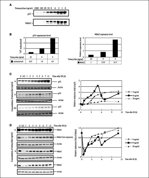 Figure 4. The proper range of endogenous p53 protein levels is required for the p53-MDM2 oscillation. A, H1299-HW24 cells were cultured in the presence of various concentrations of tetracycline for 24 h, and the protein levels of p53 and MDM2 were checked by Western blot. B, three different concentrations of tetracycline (20, 8, and 0 ng/mL) were chosen for further experiments. H1299-HW24 cells were cultured in the presence of 20, 8, and 0 ng/mL of tetracycline for 24 h; the levels of p53 were determined by p53 ELISA kit; and the relative expression of MDM2 was measured by Western blot (B). Cells cultured with these three different concentrations of tetracycline were then irradiated with 25 Gy of IR and harvested at the indicated time points after irradiation. The p53 (C) and MDM2 (D) levels were measured by Western blot and normalized to the levels of β-actin, and the induction fold of p53 and MDM2 proteins after IR was calculated at each time point.