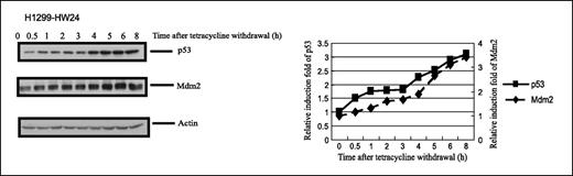 Figure 5. DNA damage is required for the p53 and MDM2 oscillation. H1299-HW24 cells were cultured in the presence of 8 ng/mL tetracycline for 24 h; tetracycline was then completely removed from the medium and cells were collected at the indicated time points after tetracycline withdrawal. The p53 and MDM2 levels were checked by Western blot and normalized to the levels of β-actin. The induction fold of p53 and MDM2 after tetracycline withdrawal was calculated at each time point.