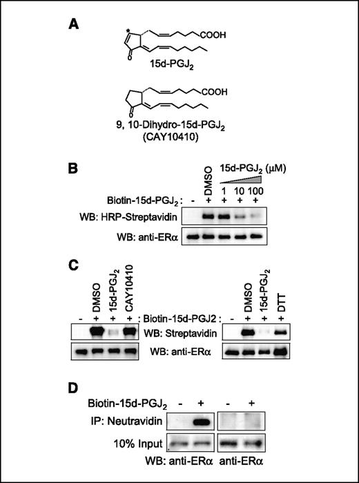 Figure 3. 15d-PGJ2 directly binds to ERα in vitro and in vivo. A, structures of 15d-PGJ2 and CAY10410. *, reactive α,β-unsaturated carbonyl group. B and C, in vitro labeling of ERα with 15d-PGJ2. Purified human ERα protein (100 ng) was incubated with biotinylated 15d-PGJ2 (1 μmol/L) in the absence or presence of 15d-PGJ2 (100 μmol/L), CAY10410 (100 μmol/L), or DTT (10 mmol/L) at room temperature for 1 h as indicated. Incubation mixtures were subjected to SDS-PAGE and Western blot (WB) with horseradish peroxidase (HRP)–conjugated streptavidin or anti-ERα antibody. D, incorporation of 15d-PGJ2 into ERα but not ERβ in vivo. MCF-7 cells were treated with biotinylated 15d-PGJ2 (10 μmol/L) for 2 h. Cell lysates were subjected to pull-down assay with Neutravidin beads. Incorporation of biotinylated 15d-PGJ2 into endogenous ERα and 10% of total lysates used for the reaction as input were assessed by Western blot with anti-ERα or ERβ antibody as indicated. IP, immunoprecipitation.