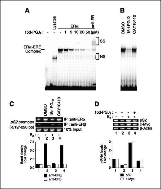 Figure 5. 15d-PGJ2 directly inhibits the DNA-binding activity of ERα. A and B, gel mobility shift assay. DNA binding of ERα is inhibited by 15d-PGJ2 but not by CAY10410 (B). 32P-labeled ERE probes were incubated with in vitro translated ERα (3 μL) protein or unprogrammed lysates. Anti-ERα antibody was used for supershift (SS). NS, nonspecific. C, chromatin immunoprecipitation assay. MCF-7 cells were treated with 10 μmol/L 15d-PGJ2 or CAY10410 in the presence of E2 (100 nmol/L) for 2 h. Soluble chromatin from these cells was prepared and immunoprecipitated with an ERα- or ERβ-specific antibody. The PCR fragment from −519 to −220 bp (300 bp) on the pS2 gene promoter contains an ERE, and 10% of the soluble chromatin used in the reaction was used as inputs. D, semiquantitative reverse transcription-PCR analysis. mRNA expression levels of ERα target genes pS2 and c-Myc were reduced by 15d-PGJ2. MCF-7 cells were incubated with 15d-PGJ2 (10 μmol/L) in the presence or absence of E2 (100 nmol/L) for 6 h. Total RNA was isolated from cells and analyzed by reverse transcription-PCR. C and D, bottom, graphic presentation of densitometric analyses of chromatin immunoprecipitation and semiquantitative reverse transcription-PCR.