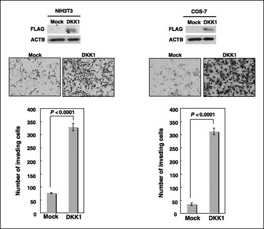 Figure 6. Enhanced invasiveness of mammalian cells transfected with DKK1-expressing plasmids. Assays showing the invasive nature of NIH3T3 (left) and COS-7 cells (right) in Matrigel matrix after transfection with expression plasmids for hDKK1. Top, transient expression of DKK1 in NIH3T3 and COS-7 cells detected by Western blot analysis; middle and bottom, Giemsa staining (×200 magnification) and the number of cells migrating through the Matrigel-coated filters. Assays were done thrice, each in triplicate wells.