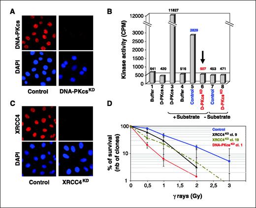 Figure 1. Characterization of DNA-PKcsKD and XRCC4KD clones. A, immunocytochemical staining of control and DNA-PKcsKD cl.1 (day 40) cells with anti–DNA-PKcs antibody. DAPI, 4′,6-diamidino-2-phenylindole. B, analysis of DNA-PKcs activity in control and DNA-PKcsKD (D-PKcsKD; day 148) total cell extracts. As a positive control, 50 units of purified DNA-PKcs (D-PKcs) were used. C, immunocytochemical staining of control and XRCC4KD cl.9 (day 40) cells with anti-XRCC4 antibody. D, clonogenic cell growth of DNA-PKcsKD and XRCC4KD clones (day 58) after exposure to IR. Points, mean of three culture dishes; bars, SD.