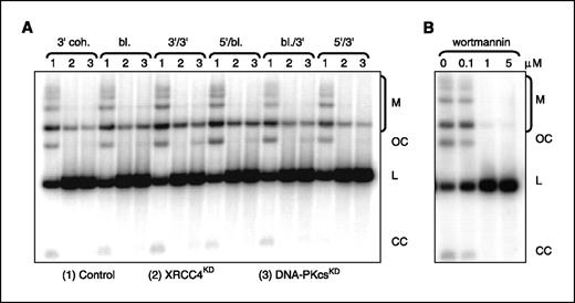 Figure 2. Impairment of the NHEJ pathway in DNA-PKcsKD and XRCC4KD cells. A, agarose gel separation of NHEJ products formed in (1) control, (2) XRCC4KD cl.9, and (3) DNA-PKcsKD cl.1 (day 75) extracts followed by Southern blotting. Terminus configurations are indicated on top of the blot (bl., blunt; coh., cohesive). B, HeLa extracts (48 μg of proteins per reaction) were incubated 30 min on ice with increasing doses of wortmannin (0, 0.1, 1, and 5 μmol/L) diluted in DMSO before NHEJ reaction with 3′ cohesive DNA end substrate. NHEJ products were separated on 1% agarose gel and submitted to Southern blotting. Reaction products are marked on the right side. M, multimeric products; OC, open circles; L, residual linear substrate; CC, covalently closed circles.