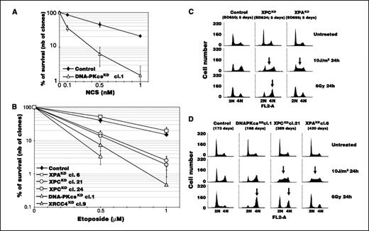 Figure 3. Sensitivity of NHEJ- and NER-deficient HeLa cells toward DSB induction. A, DNA-PKcsKD cl.1 (day 127) cells were treated with neocarzinostatin (NCS) for 1 h. B, DNA-PKcsKD cl.1 (day 106), XRCC4KD cl.9 (day 106), XPAKD cl.6 (day 255), and XPCKD cl.21 (day 261) and cl.24 (day 218) were treated with VP16 for 6 h. In (A) and (B), cell survival was assessed in clonogenic cell growth assays. Points, mean of three culture dishes; bars, SD. C, effect of acute UVC (10 J/m2) and γ-ray (6 Gy) irradiation after transient XPA and XPC gene silencing. HeLa cells were transfected with 2 μg of plasmid. Three days later, cells were trypsinized and cultivated in the presence of hygromycin B for 48 h before irradiation. D, effect of acute UVC (10 J/m2) and γ-ray (6 Gy) irradiation on stable DNA PKcsKD cl.1 (day 168), XPCKD cl.21 (day 389), and XPAKD cl.6 (day 420). Cells were seeded 1 d before irradiation. In (C) and (D), cells were collected by trypsinization 24 h after irradiation, and fixed in 75% ethanol at 4°C. Cells were stained with propidium iodide (4 μg/mL) in the presence of RNase (10 μg/mL). Stained cells were analyzed on a FACSCalibur (Becton Dickinson) using CellQuest software. Ten thousand cells gated as single cells using FL2A/FL2W scatter were analyzed.