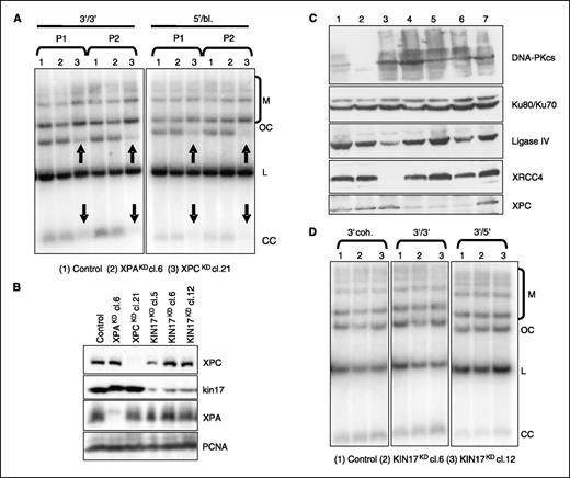Figure 4. Alteration of NHEJ activity in HeLa XPCKD cell extracts. A, agarose gel separation of NHEJ products formed in (1) control, (2) XPAKD cl.6 (day 97), and (3) XPCKD cl.21 (day 200). P1 and P2 correspond to two independent extract preparations. B, Western blot analysis of total protein content from control cells; XPAKD cl.6 (day 143); XPCKD cl.21 (day 226); and KIN17KD cl.5, cl.6, and cl.12 (day 81). Proliferating cell nuclear antigen (PCNA) was used as a loading control. C, NHEJ protein content of HeLa knockdown clones. Whole-cell extracts were prepared as for biochemical fractionation. The protein equivalent of 600,000 cells was separated on polyacrylamide gels and submitted to Western blotting. 1, control (day 94); 2, DNA-PKcsKD cl.1 (day 94); 3, XRCC4KD cl.9 (day 94); 4, XPCKD cl.4 (day 315); 5, XPCKD cl.21 (day 267); 6, XPCKD cl.24 (day 264); 7, XPAKD cl.6 (day 261). D, agarose gel separation of NHEJ products formed in (1) control, (2) KINKD cl.6, and (3) KINKD cl.12. DNA end configurations are indicated on the top of the blots and NHEJ products are marked on the right side.