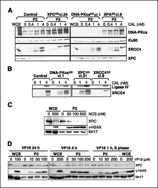 Figure 5. Recruitment of NHEJ proteins to nuclear structures after DSB induction. Cells were treated at the indicated doses of chemicals. Whole-cell extracts (WCE) and P2 fraction were prepared as described in Materials and Methods. Samples were loaded on 10% SDS-PAGE and submitted to Western blotting. A, control and DNA-PKcsKD cl.1 (day 88); XPCKD cl.24 (day 260); XPAKD cl.6 (day 257) after 1-h calicheamicin (CAL) treatment (700,000 cells per lane). B, control, DNA-PKcsKD cl.1, XRCC4KD cl.9 (day 94), and XPCKD cl.21 (day 267) after 1-h calicheamicin (CAL) treatment (600,000 cells per lane). C, control cells were treated with the indicated doses of neocarzinostatin (NCS) for 1 h (400,000 cells per lane). D, asynchronous or S-phase synchronized control cells were treated with VP16 for the indicated times (400,000 cells per lane).