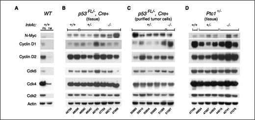 Figure 2. Protein expression in medulloblastomas initiated in mice of different genotypes. Proteins were extracted from the cerebellum of WT mice at P5 and 1 mo (1M) of age (A), from medulloblastoma tissues (B and D), or from CGNP-like tumor cells purified on Percoll gradients (C). The different initiating mutations predisposing to medulloblastoma development are noted at the top of (B–D), with their Ink4c genotypes denoted below. Proteins (left) were detected by immunoblotting. All p53FL/−, Nestin-Cre+ mice (B and C) were irradiated at P7. Tumor numbers discussed in the text are indicated below the lanes. Tumors 47966 and 50863 exhibited N-Myc amplification revealed by FISH and SKY.