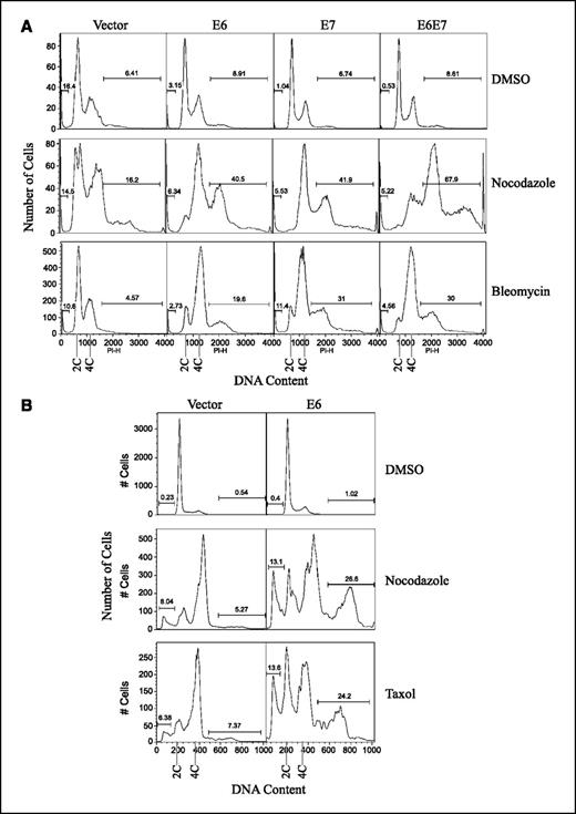 Figure 2. HPV oncogenes induce polyploidy in PHKs. A, asynchronous cultures of PHKs expressing vector, E6, E7, and E6/E7 were treated with DMSO, nocodazole (50 ng/mL), or bleomycin (10 μg/mL). B, asynchronous cultures of NIKS cells expressing vector or E6 were incubated with medium containing DMSO, nocodazole (50 ng/mL), or Taxol (300 nmol/L). Forty-eight hours later, after the feeder cells were removed, keratinocytes were collected, fixed, stained with propidium iodide, and analyzed by flow cytometry. Data are from a representative experiment of three. The percentages of cells with less than 2C and/or more than 4C DNA content are indicated.