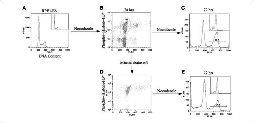 Figure 4. Mitotic RPE1-E6 cells can become polyploid. A, flow cytometric analysis of propidium iodide–stained cells before nocodazole treatment. B, after 20 h of nocodazole treatment, cells were measured for phospho–histone H3 expression and DNA content. Phospho–histone H3–positive cells with 4C DNA content is circled. C, flow cytometric analysis of propidium iodide–stained cells incubated with nocodazole for 72 h. D, mitotic index of shaken-off cells at 20 h. E, mitotic shaken-off cells were seeded in nocodazole-containing medium for additional 52 h. Data are from a representative experiment of three. Insets, similarly treated vector control RPE1 cells.