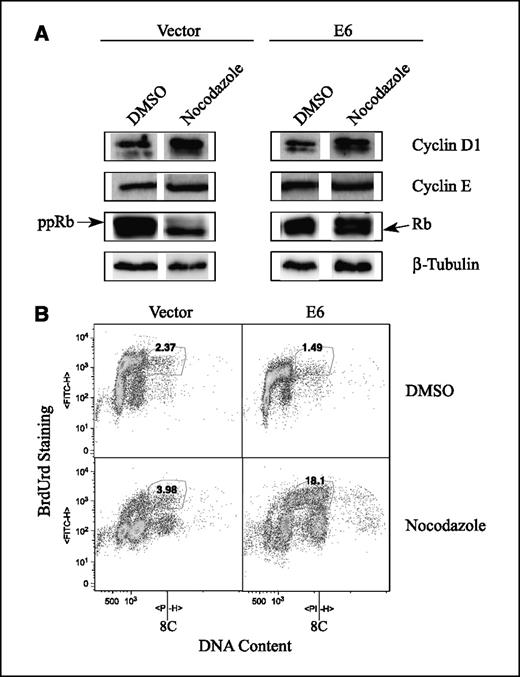 Figure 5. E6 induces DNA replication of tetraploid cells in the G1 stage. A, NIKS-vector but not NIKS-E6 cells are arrested in a G1 stage after nocodazole treatment. Asynchronous cultures of NIKS-vector or NIKS-E6 cells were incubated in medium containing 50 ng/mL nocodazole or DMSO for 48 h. Total protein extracts were resolved on SDS-PAGE gel and blotted with antibodies against cyclin D1, cyclin E, and pRb. Arrows, hyperphosphorylated pRb (ppRb) and hypophosphorylated pRb (Rb). A representative β-tubulin blot is shown as a loading control. B, NIKS-E6 and vector control cells were treated with nocodazole or DMSO for a total of 40 h. At 34 h posttreatment, BrdUrd was added, and cells were incubated for additional 6 h. The ability of cells with 4C DNA content to incorporate BrdUrd was examined. BrdUrd-positive cells with DNA content >4C ≤8C are circled.