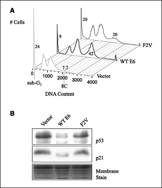 Figure 6. HPV E6-induced polyploidy can occur in the absence of p53 degradation. A, asynchronous cultures of PHKs expressing vector, WT E6, and F2V were fixed after 48 h of nocodazole treatment and analyzed for DNA content by flow cytometry after propidium iodide staining. Data are from a representative experiment of three. The percentages of cells with less than 2C and more than 4C DNA content are indicated. B, total protein extracts from PHKs expressing vector, WT E6, and F2V were resolved on SDS-PAGE gel and blotted with antibodies against p53 (Pab 1801) and p21. Data are from a representative experiment of three. For loading control, the membranes were stained with GelCode Blue Stain Reagent (Pierce, Rockford, IL) after blotting. A portion of a representative membrane.