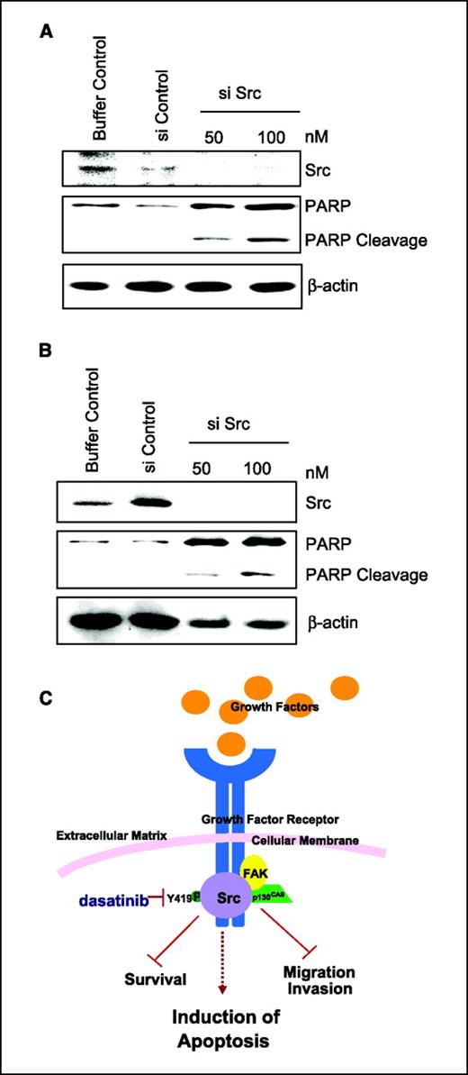 Figure 5. A and B, siRNA to c-Src induces apoptosis in bone sarcoma cell lines. SaOS-2 (A) and U-2 OS (B) cells were plated in 6-cm tissue culture plates, transfected with 50 and 100 nmol/L of siRNA to c-Src (si Src), and harvested after 72 h. Cell-free extracts were immunoblotted with antibodies specific for Src and PARP to measure the efficiency of knockdown by siRNA and to determine if apoptosis was induced on depletion of Src protein expression. C, Src activation and signaling are inhibited by dasatinib. Inhibition of Src signaling by dasatinib prevents cellular migration and invasion in sarcoma cell lines. On inhibition of Src phosphorylation or c-Src expression, a subset of bone sarcoma cell lines undergoes an induction of apoptosis.