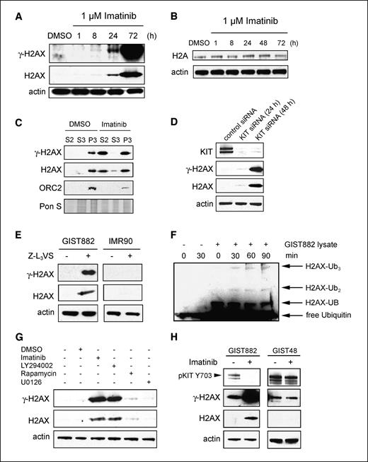 Figure 2. Imatinib up-regulates free histone H2AX. A and B, immunoblot analyses of GIST882 cells for γ-H2AX and total H2AX as well as H2A after treatment with 1 μmol/L imatinib for the indicated time intervals. Immunoblots for actin are presented to show loading of equal amounts of protein. C, immunoblot analysis of GIST882 subcellular fractions S2 (cytoplasmic), S3 (soluble nuclear), and P3 (chromatin) for γ-H2AX and H2AX after treatment with DMSO or 1 μmol/L imatinib for 72 h. Immunoblot for the chromatin-associated protein ORC2 is shown to rule out carry-over between fractions. Ponceau S staining shows loading of comparable amounts of protein. D, immunoblot analysis of GIST882 cells for KIT, γ-H2AX, and total H2AX after transfection with siRNA duplexes targeting KIT. E, immunoblot analysis of GIST882 cells and IMR90 nonneoplastic human fibroblasts for γ-H2AX and total H2AX after 24 h treatment with 1 μmol/L Z-L3VS to inhibit proteasome activity. F, ubiquitination assay using recombinant human H2AX and GIST882 cell lysate reveals polyubiquitination of H2AX as detected by immunoblotting with a monoclonal anti-ubiquitin antibody. G, immunoblot analysis of GIST882 cells for γ-H2AX and total H2AX after treatment with the indicated small molecule protein kinase inhibitors for 24 h. H, immunoblotting of GIST882 cells in comparison to imatinib-resistant GIST48 cells for phosphorylated KIT (Y703), γ-H2AX, total H2AX, and actin after treatment with 1 μmol/L imatinib for 24 h.