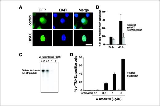 Figure 6. H2AX sensitizes cells to apoptosis through a block of ongoing gene transcription. A, fluorescence microscopic analysis of GIST882 cells transiently transfected with empty GFP vector (control) or GFP-H2AX. Nuclei stained with DAPI. Bar, 10 μm. B, quantification of the percentage of GIST882 cells showing chromosome aggregation 24 or 48 h after transfection with empty GFP vector (control), GFP-H2AX, or GFP-H2AX-S139A. Columns, mean of at least three independent experiments with at least 100 cells counted per experiment; bars, SE. C, nuclear runoff assay using a DNA fragment containing the CMV immediate early promoter for in vitro transcription in the presence of increasing amounts of recombinant histone H2AX as indicated. D, quantification of apoptotic TUNEL-positive GIST882 cells in comparison to IMR90 normal human lung fibroblasts after treatment for 48 h with increasing concentrations of the RNA polymerase II inhibitor α-amanitin as indicated or left untreated.