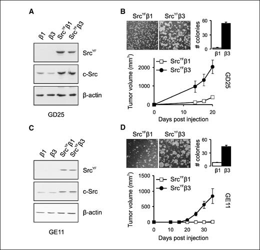 Figure 1. Integrin αvβ3 supports oncogenic transformation by SrcYF. A and C, Western blot analysis of SrcYF (Myc-tag antibody), total Src (c-Src antibody), and β-actin in lysates of GD25 (A) or GE11 cells (C) expressing the indicated constructs. Note that lysates were separated on a 10% polyacrylamide gel in (C), allowing the visualization of c-Src and the Myc-tagged SrcYF as separate bands (middle), whereas 4-20% gels were used in all other cases. B and D, colony formation and tumorigenicity of GD25 (B) or GE11 cells (D) expressing SrcYF and β1 or β3 integrins as indicated. Phase-contrast images of soft agar assays were taken 14 d after plating. Columns, average number of colonies larger than five cells per image of at least two independent experiments; bars, SE. The small clusters of GDSrcYFβ1 cells (smaller than five cells) did not grow out with time. Points, average tumor volume of 1 × 106 injected cells (n ≥ 4 for GD25 lines, n = 11 for GE11 lines) obtained from two independent experiments; bars, SE.