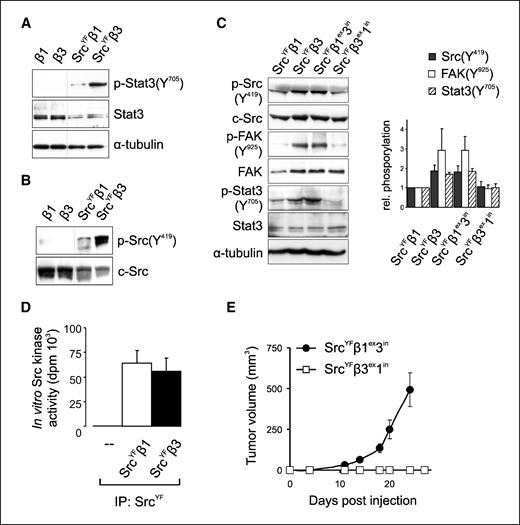 Figure 3. The β3 cytoplasmic tail supports SrcYF activation and SrcYF-mediated tumor growth. A, Western blot analysis of p-Stat3(Y705), total Stat3 (α and β isoforms), and tubulin loading control in lysates of GEβ1 and GEβ3 cells expressing or lacking SrcYF. Dotted lines in (A) and (B) separate different regions from a single film placed together. B, Western blot analysis of p-Src(Y419) and total Src in lysates of GEβ1 and GEβ3 cells expressing or lacking SrcYF. C, Western blot analysis of p-Src(Y419), total Src, p-FAK(Y925), total FAK, p-Stat3(Y705), total Stat3, and loading control in lysates of GE11 cells expressing the indicated constructs and grown in the absence of serum. Columns, mean of relative p-Src(Y419), p-FAK(Y925), and p-Stat3(Y705) levels compared with GESrcYFβ1 in serum-starved cultures of GE11 cells expressing the indicated constructs obtained from at least two independent experiments; bars, SE. D, activity of SrcYF immunoprecipitated from GE11 (−), GESrcYF β1, or GESrcYFβ3 cells in an in vitro Src kinase assay. E, points, average tumor volume of GESrcYFβ1ex3in (•) or GESrcYFβ3ex1in cells (□) obtained from two independent experiments (n ≥ 8) where 1×106 cells were injected; bars, SE.