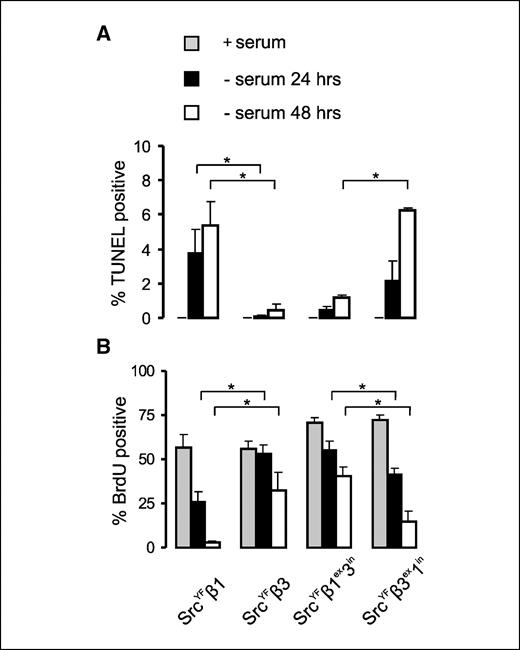 Figure 4. The β3 cytoplasmic tail supports SrcYF signaling to survival and proliferation. A, TUNEL assays on GE11 cells expressing the indicated constructs under standard culture conditions and after 24 and 48 h of serum starvation. Columns, mean percentage of TUNEL-positive cells of two independent experiments; bars, SE. B, BrdUrd incorporation under conditions described for (A). Columns, mean percentage of BrdUrd-positive cells of three independent experiments; bars, SE. *, P < 0.05, significant difference between mean values (Student's t test).