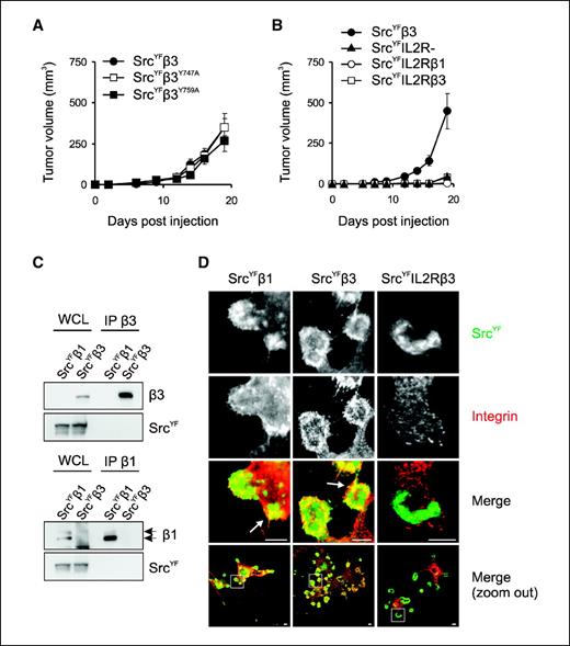 Figure 5. Functional and spatial association of the β3 cytoplasmic tail and SrcYF. A, points, average tumor volume of GESrcYF cells expressing integrin β3 (•), β3Y747A (□), or β3Y759A (▪) obtained from two independent experiments (n = 12) where 1 × 106 cells were injected; bars, SE. B, points, average tumor volume of GESrcYF cells expressing integrin β3 (•), IL2R- (▴), IL2Rβ1 (○), or IL2Rβ3 (□) obtained from at least two independent experiments (n ≥ 5) where 1 × 106 cells were injected; bars, SE. C, Western blot analysis of the indicated proteins in immunoprecipitations of β3 (top) or β1 integrin (bottom), or in total lysates of GESrcYFβ1 and GESrcYFβ3 cells [whole-cell lysate (WCL)]. D, localization of SrcYF (anti-Myc antibody; green), integrin β1, β3, or IL2Rβ3 (K20, 23C6, anti-IL2Rα antibodies, respectively; Texas red) in GE11 cells expressing the indicated constructs. Arrows, colocalization. Bar, 5 μm.