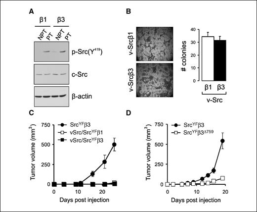 Figure 6. Cooperation between SrcYF and αvβ3 involves integrin interaction with the Src SH3 domain. A, Western blot analysis of p-Src(Y419), total Src, and actin loading control in lysates of GEβ1 and GEβ3 cells expressing ts72v-Src at nonpermissive (NPT) and permissive temperature (PT). B, colony formation of GEts72v-Srcβ1 and GEts72v-Srcβ3 cells. Phase-contrast images of soft agar assays were taken 10 d after plating at permissive temperature. Columns, average number of colonies larger than five cells per image of two independent experiments; bars, SE. C, points, average tumor volume of GE11 cells expressing the indicated constructs obtained from two independent experiments (n = 10) where 1 × 106 cells were injected; bars, SE. D, points, average tumor volume of GESrcYFβ3 (•) or GESrcYFβ3Δ759 cells (□) obtained from two independent experiments (n ≥ 5) where 1 × 106 cells were injected; bars, SE.