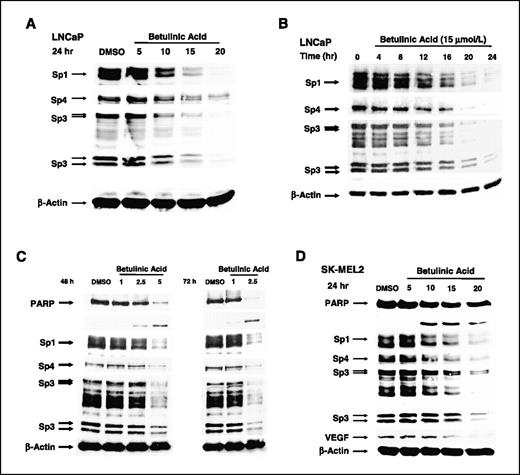 Figure 2. Betulinic acid induces degradation of Sp and other proteins. Decreased expression of Sp1, Sp3, Sp4, and VEGF in LNCaP (A–C) and SK-MEL2 (D) cells. LNCaP or SK-MEL2 cells were treated with DMSO or betulinic acid (1–20 μmol/L) for 24 h (A and D), 4 to 24 h (B), 48 or 72 h (C), and whole-cell lysates were analyzed by Western blot analysis as described in Materials and Methods.