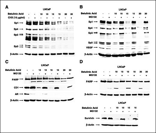 Figure 3. Betulinic acid induces proteasome-dependent degradation of Sp proteins in LNCaP cells. A, effects of cycloheximide. Cells were cotreated with 10 to 20 μmol/L betulinic acid or 10 μg/mL cycloheximide alone or in combination, and expression of Sp proteins in whole-cell lysates was determined by immunoblot analysis as described in Materials and Methods. Effects of the proteasome inhibitor MG132 on betulinic acid–induced decrease of Sp proteins/VEGF (B), PARP cleavage, cyclin D1 and AR (C), and PARP cleavage and survivin (D). LNCaP cells were treated with DMSO or betulinic acid alone or in combination with 5 or 10 μmol/L MG132 (pretreated for 30 min) for 24 h, and protein expression in whole-cell lysates was analyzed by Western blot analysis as described in Materials and Methods.